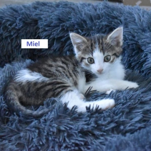 JS-Miel-kater