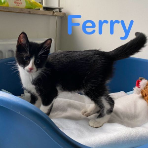 KG-Ferry-kater