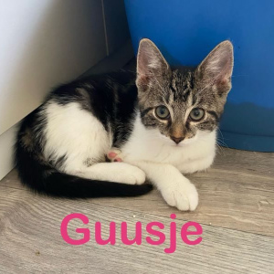 KG-Guusje-poes