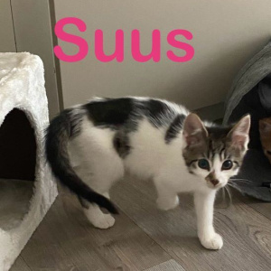 KG-Suus-poes