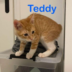 KG-Teddy-kater