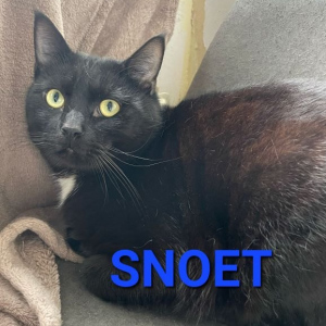 KP-Snoet-kater