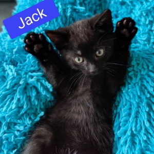 LB-Jack-kater