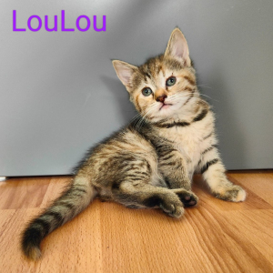 LB-LouLou-poes