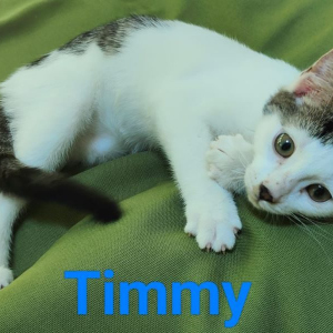 LB-Timmy-kater-1