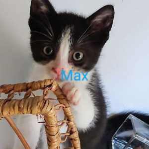 MB-Max-kater