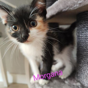 MV-Morgana-poes