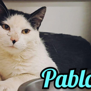 NT-Pablo-kater