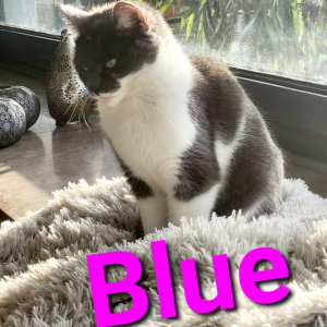 PS-Blue-poes