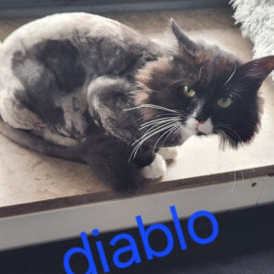 PS-Diablo-kater