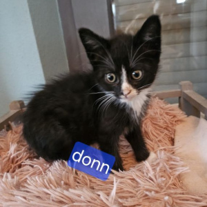 PS-Donn-kater