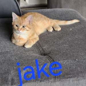 PS-Jake-kater