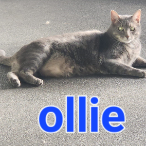 PS-Ollie-kater