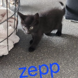 PS-Zepp-kater