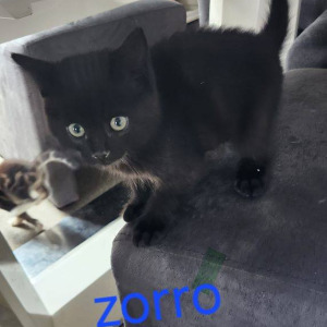 PS-Zorro-kater