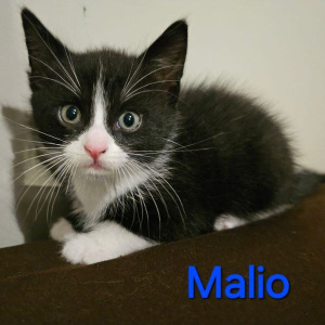 SSK-Malio-kater