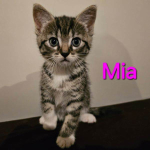 SSK-Mia-poes