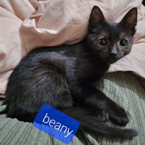 WH-Beany-kater