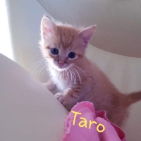 AR Taro kater