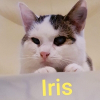 AR Iris poes