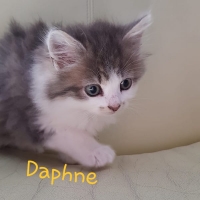 AR Daphne poes