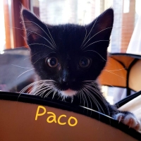 AR Paco kater