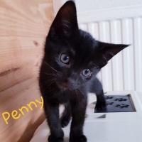 AR Penny poes