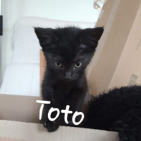 IS Toto poes