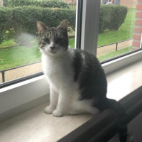 HH Guusje kater