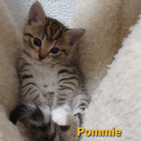 AR Pommie poes