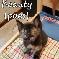NL Beauty poes