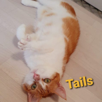 AR Tails poes