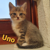 AR Uno kater