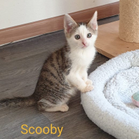 MH Scooby kater