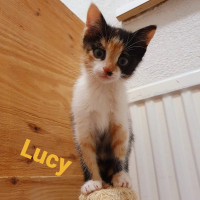 AR Lucy poes