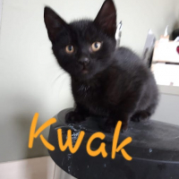 IS Kwak kater