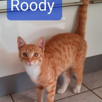 JS Roody kater