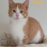 MH Rody kater