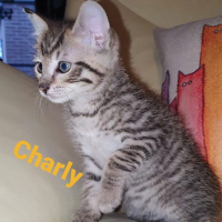 AR Charly kater