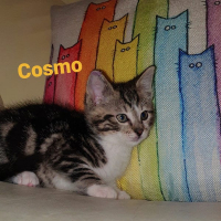 AR Cosmo kater