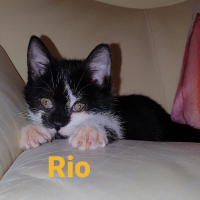 AR Rio kater