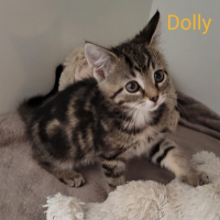 MH Dolly poes