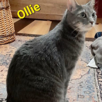 MHO Ollie kater