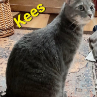 FD Kees kater