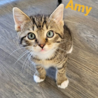 MH Amy poes