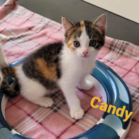 MH Candy poes