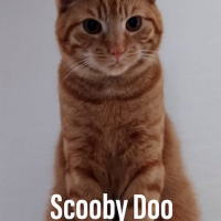 MK Scooby Doo kater