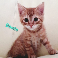 AR Bowie kater