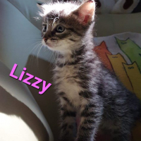 AR Lizzy poes