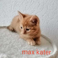 NL Max kater